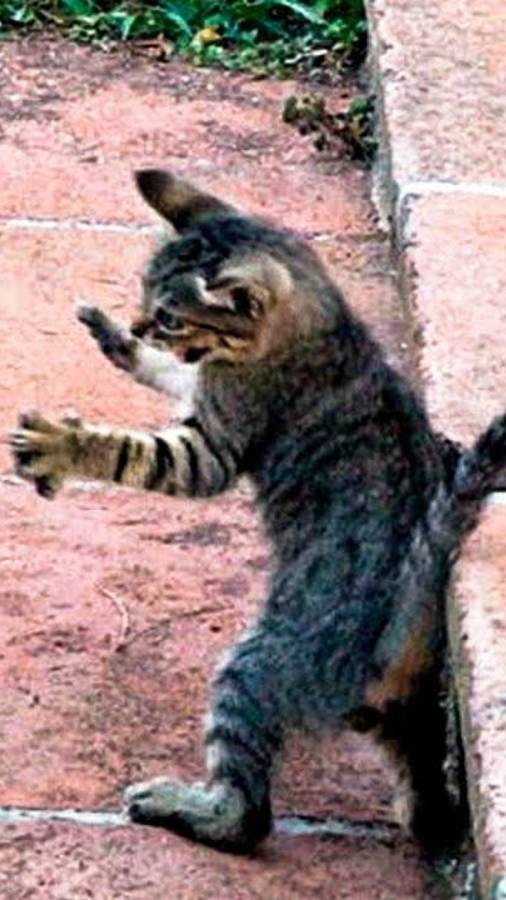 Приколы с котами! С ОЗВУЧКОЙ! Смешные коты! Самые смешные животные!