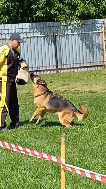 2 Отл. СС Диктум Фактум ВИЕСЛАВА +++ №27. КЧК РЫБИНСК 19 июля`25 Моно немецких овчарок