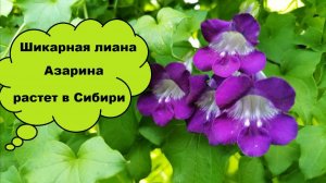 Азарина лазающая. Лиана, которая украсит даже сибирский сад