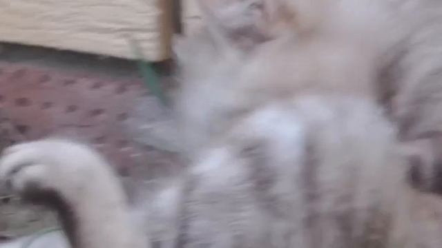 Мопеды сериал | Серия 1509