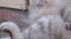 Мопеды сериал | Серия 1509