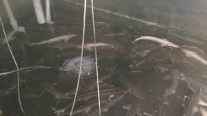 Стерлядь 6.08.2025