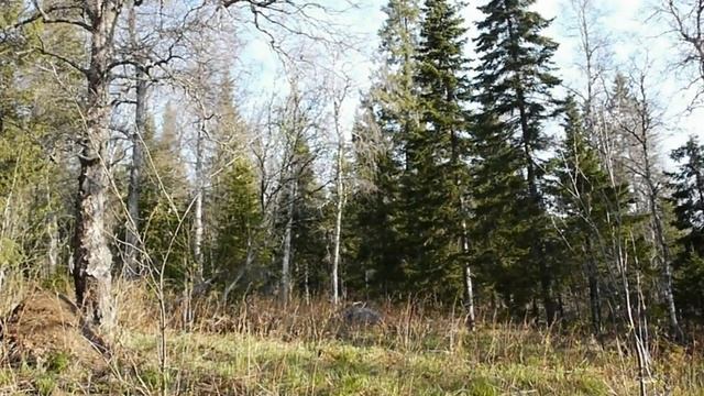 Весенний лес, пение птиц, пробуждение природы.