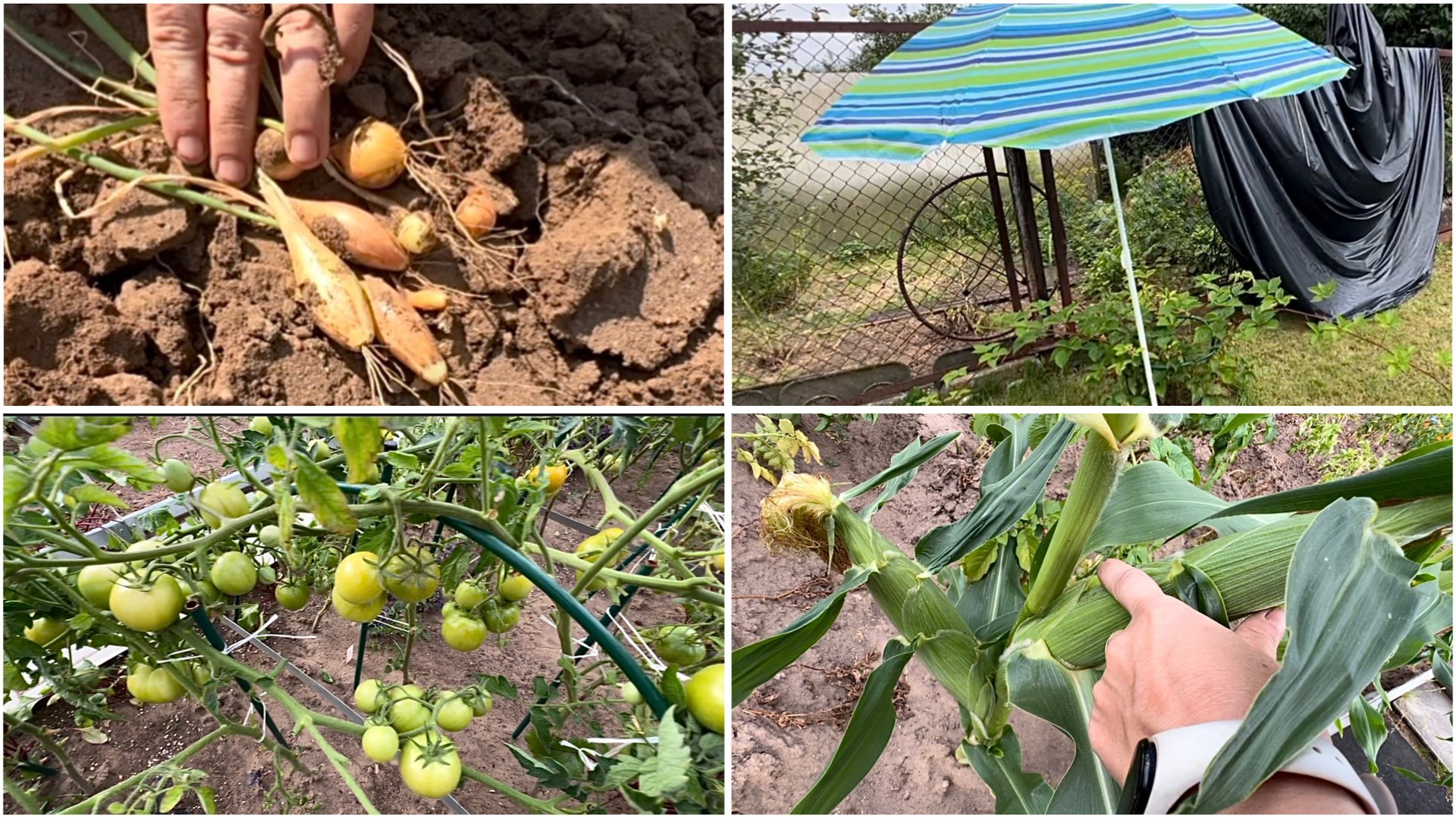 3 августа. Шалот. Сняла помидоры, сбор ягод. В дождь теперь можно на огород. смотреть онлайн