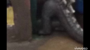 Пластилиновый SUITBORN