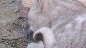 Мопеды сериал | Серия 1505