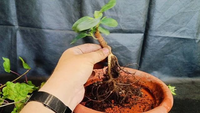 √5 фикус 121 формоза