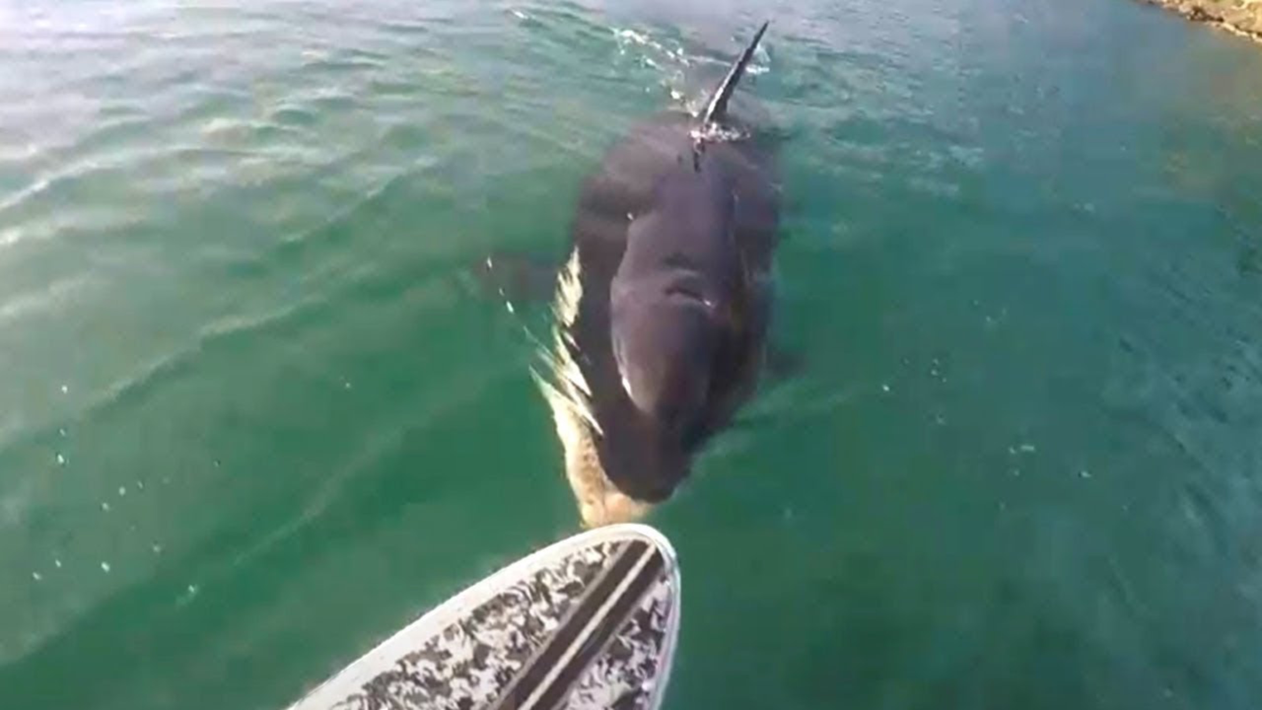 Если Вы Боитесь Моря, Не Смотрите Это Видео смотреть онлайн