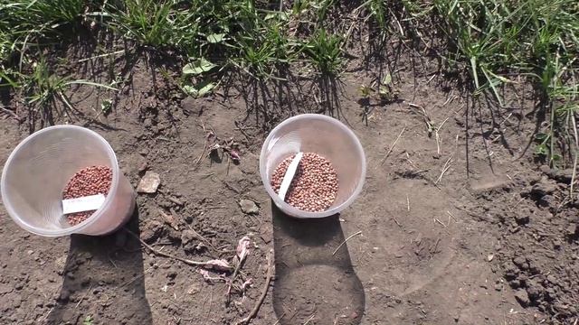 Редис для осеннего потребления