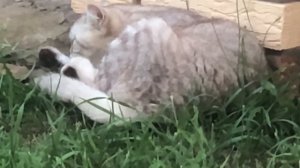 Мопеды сериал | Серия 1439