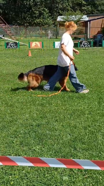 б/о YAMAMOTO v. Mair Hof не/отп. №39. КЧК РЫБИНСК 19 июля`25 Моно немецких овчарок