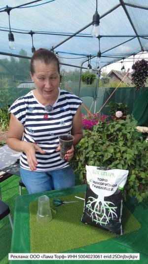 ЛУЧШЕЕ ЧЕРЕНКОВАНИЕ ЛАВАНДЫ-ЛЕТОМ