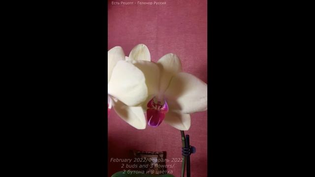 Жёлтая орхидея / yellow phalaenopsis orchid - февраль 2022 - цветы и бутоны смотреть онлайн
