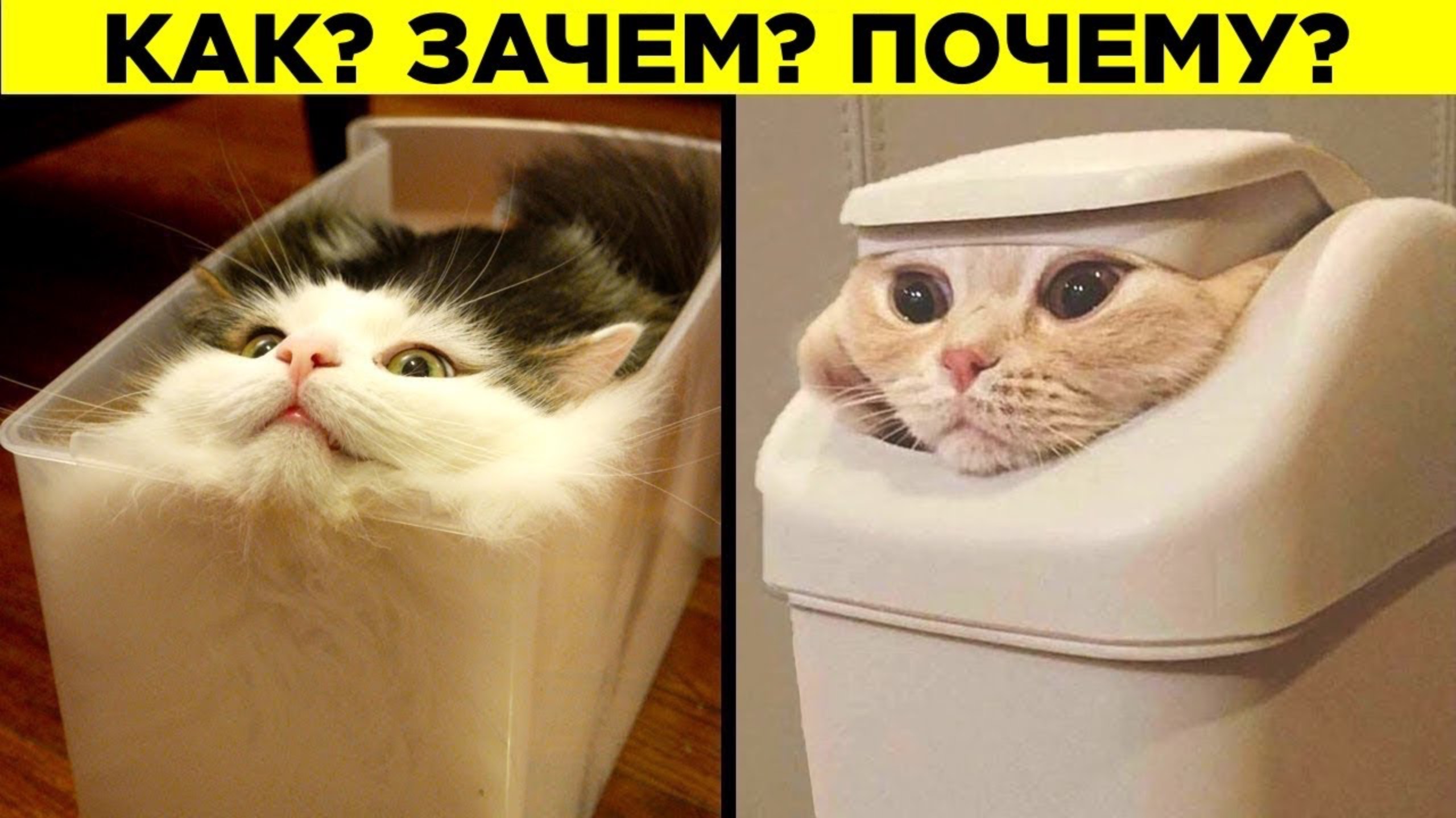 Почему Кошки Так Странно Себя Ведут? смотреть онлайн