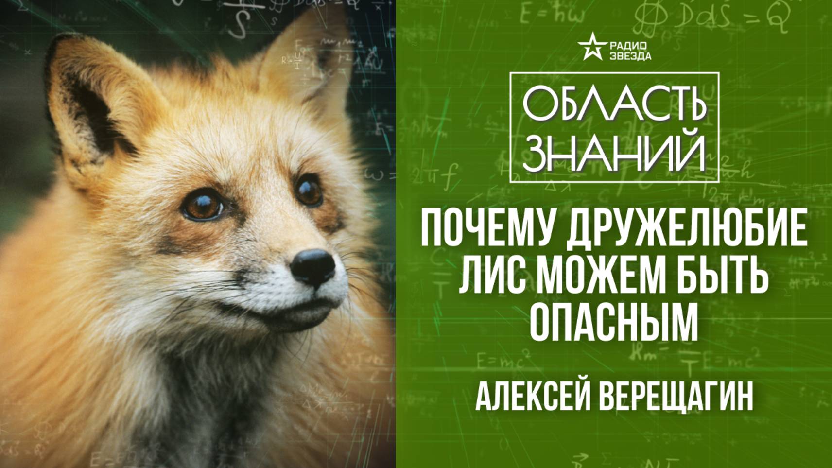 Дикие и домашние лисы. Лекция зоолога Алексея Верещагина смотреть онлайн