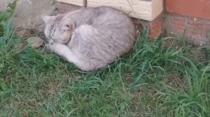 Мопеды сериал | Серия 1503