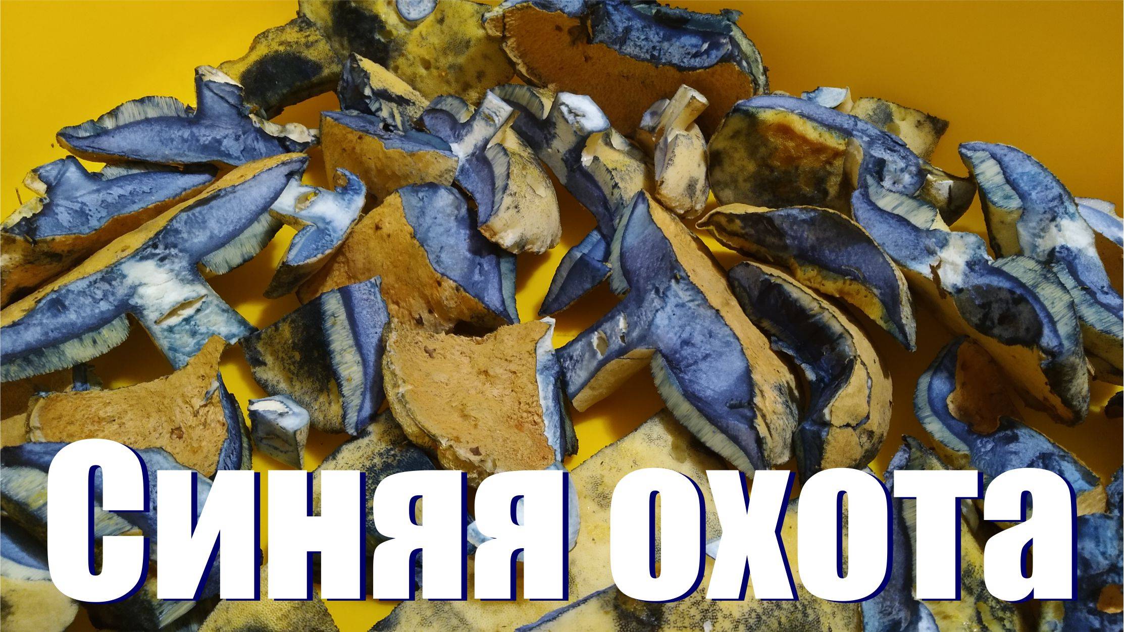 Синяя охота смотреть онлайн