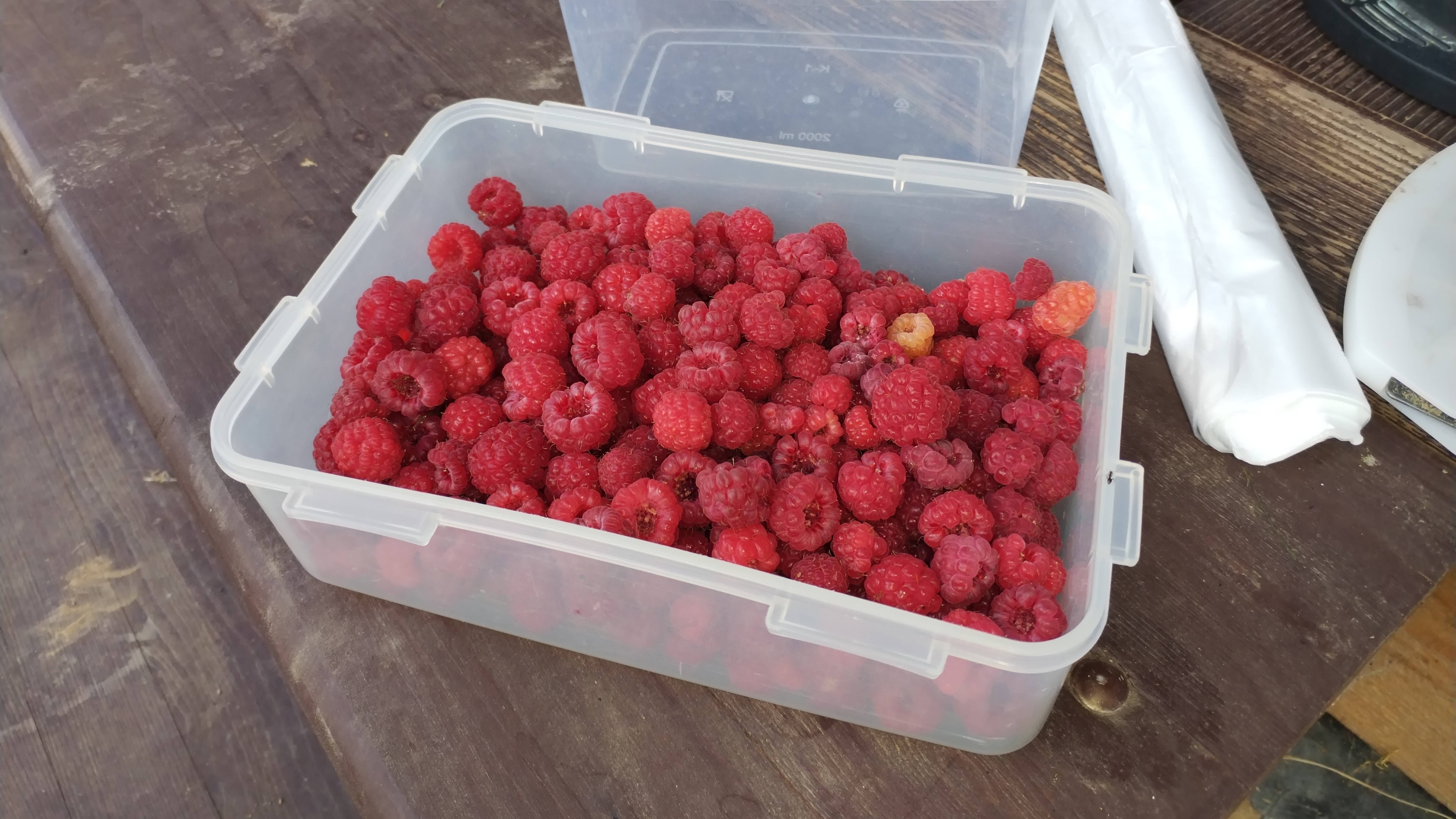 3 августа 2025 года на даче цветы в кашпо, томаты в открытом грунте и в теплице, малина и ежевика.