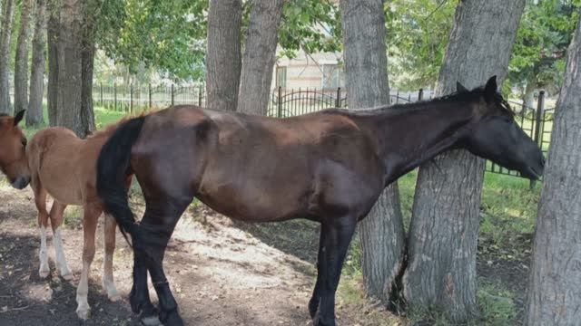 Валерий Сёмин, группа Белый день- частушки. Алтай - деревня (часть 3 ) смотреть онлайн