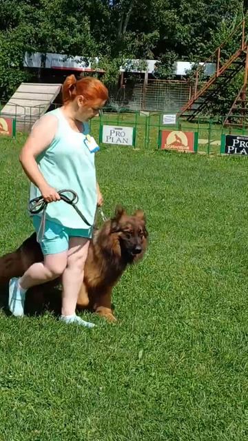 2 Отл. Ирендорф УРМАС +++ №38. КЧК РЫБИНСК 19 июля`25 Моно немецких овчарок