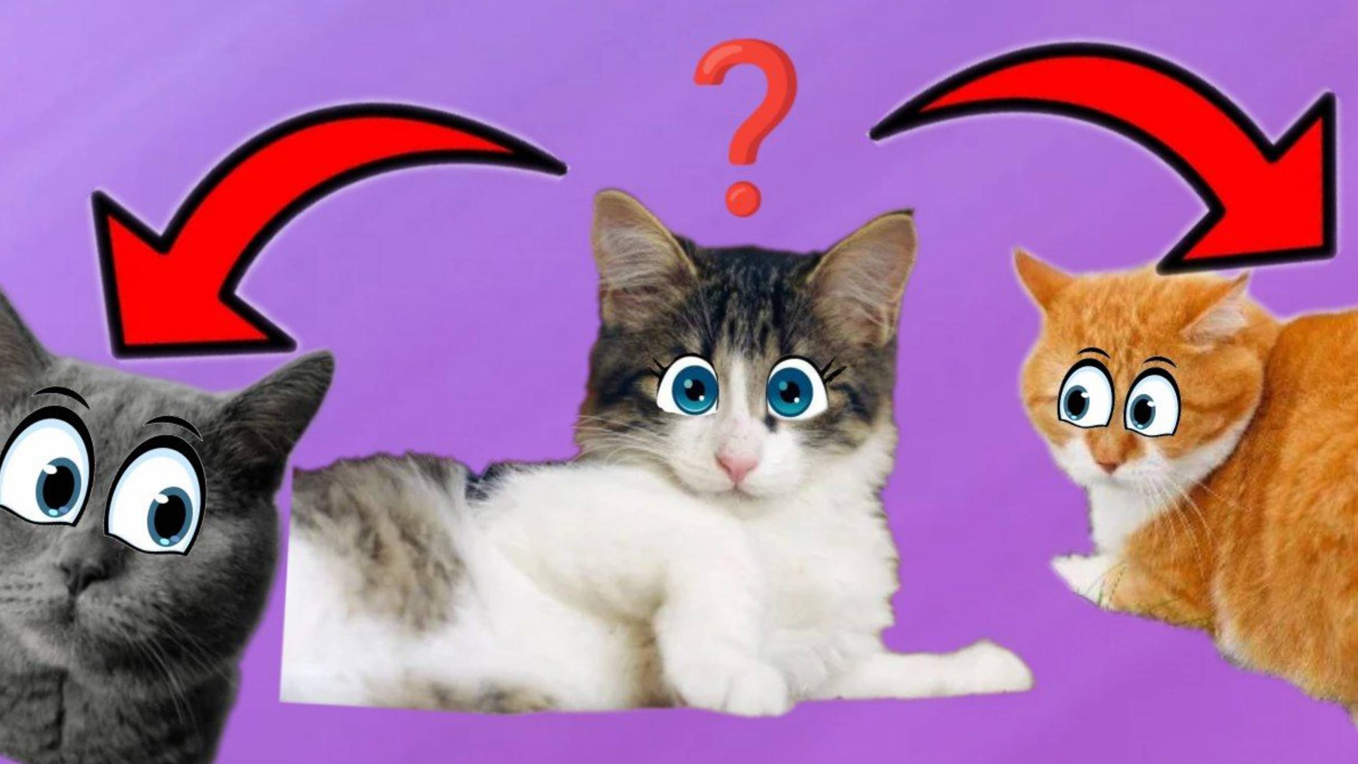 КОГО ВЫБЕРЕТ КОШЕЧКА АВРОРА Редди или Серыша?