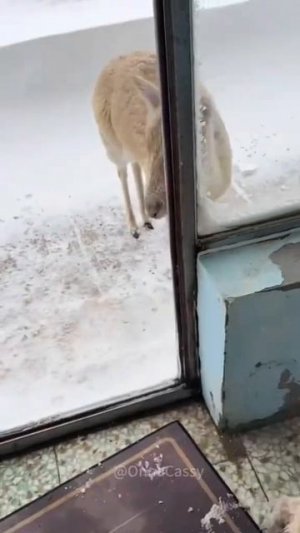 смешное видео