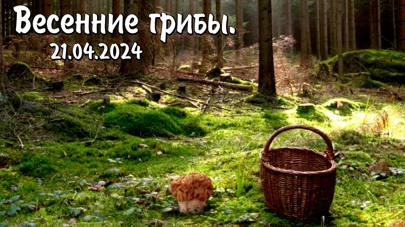 Весенние грибы 2024.04.21 смотреть онлайн