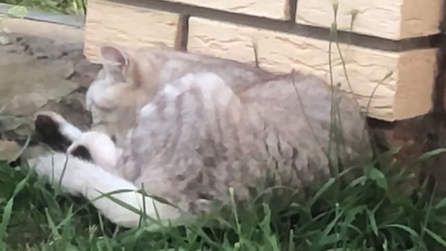 Мопеды сериал | Серия 1465