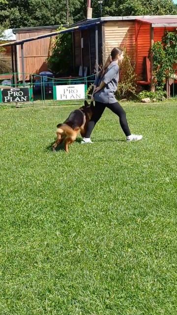 1 Отл. ZULUS v. Mair Hof +++ №9. КЧК РЫБИНСК 19 июля`25 Моно немецких овчарок