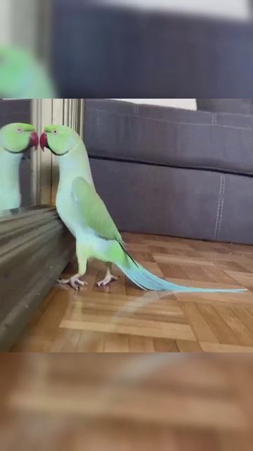 Попугай красавчик смотреть онлайн