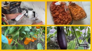 Погружной БЛЕНДЕР с Wildberries . «И на старуху бывает проруха»🤣 Какие ОВОЩИ  сушим на ПРИПРАВУ.