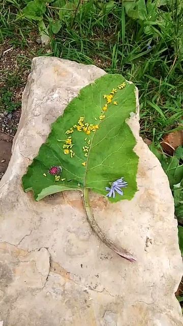 Сериал 'Листик'. 1 серия