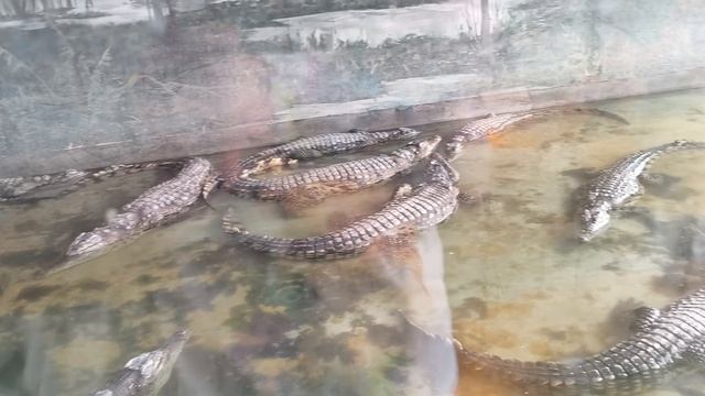 Биологичка