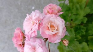 Леона Галактика герань