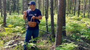 Грибы пошли после дождя! Молодые подосиновики! Грибы 2025