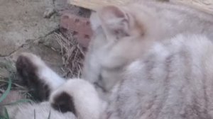 Мопеды сериал | Серия 1489