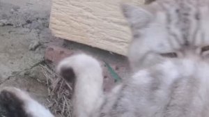 Мопеды сериал | Серия 1494