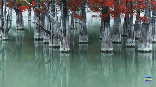 Под Анапой погибают уникальные кипарисы...