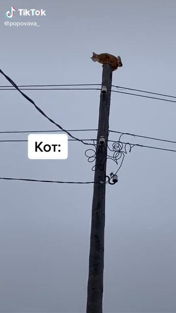 кот смотреть онлайн