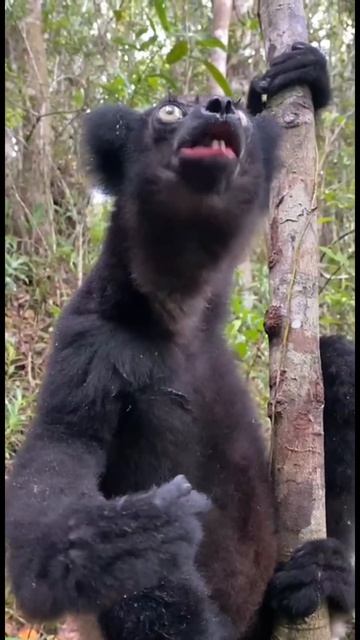 Угостить лемура индри бананом и узнать о его планах на день смотреть онлайн