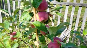 колоновидная яблоня Есения.