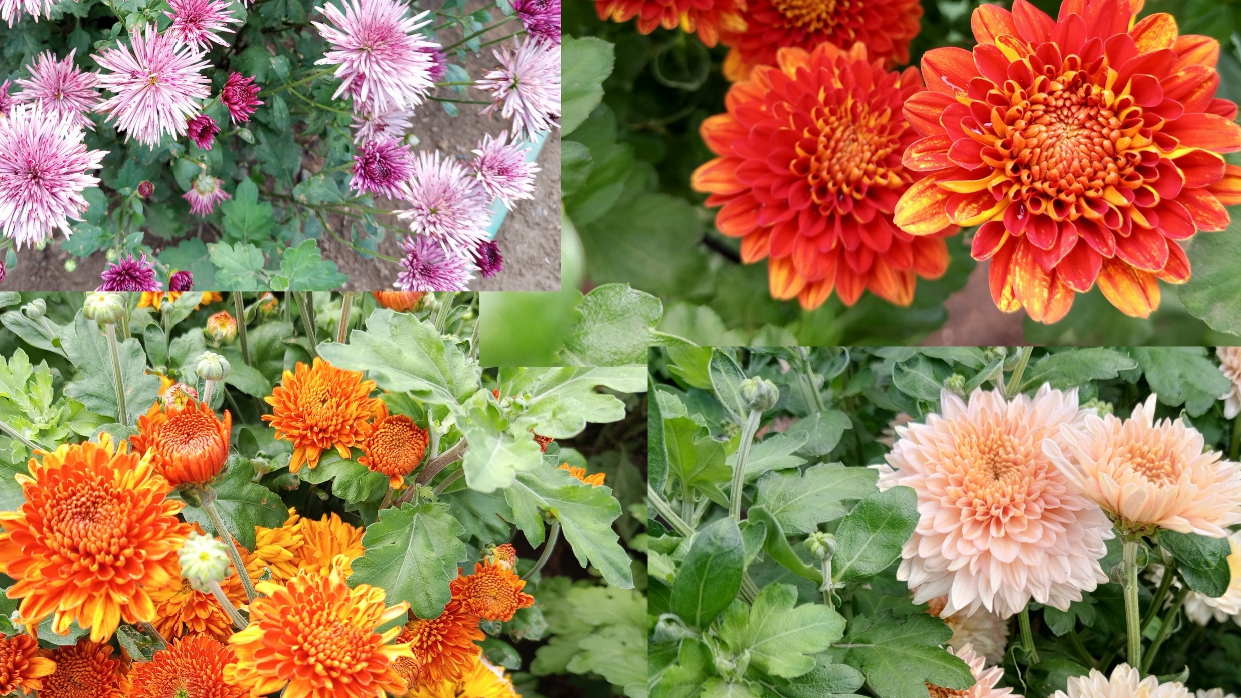 Конкурс. Приглашаю к участию. смотреть онлайн