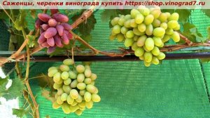 Виноград 3.08.2025 г. ПРЕРИЯ, селекция Калугина. Не окрасился еще, надо повисеть. Мускатный вкус.