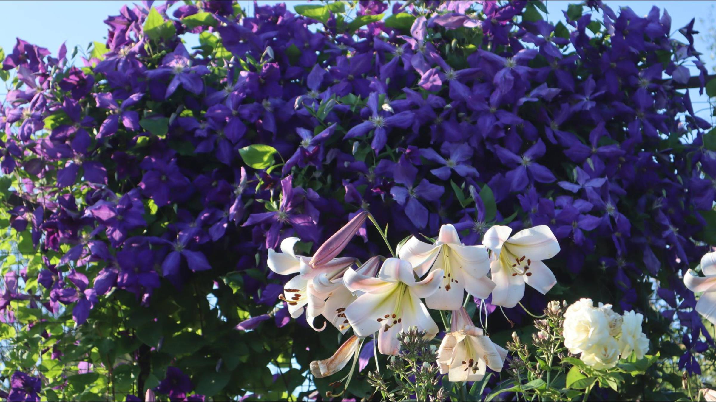 Клематисы. В какую сторону цветут клематисы.