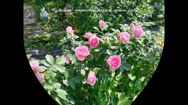 МОЙ РОЗОВЫЙ САД. смотреть онлайн