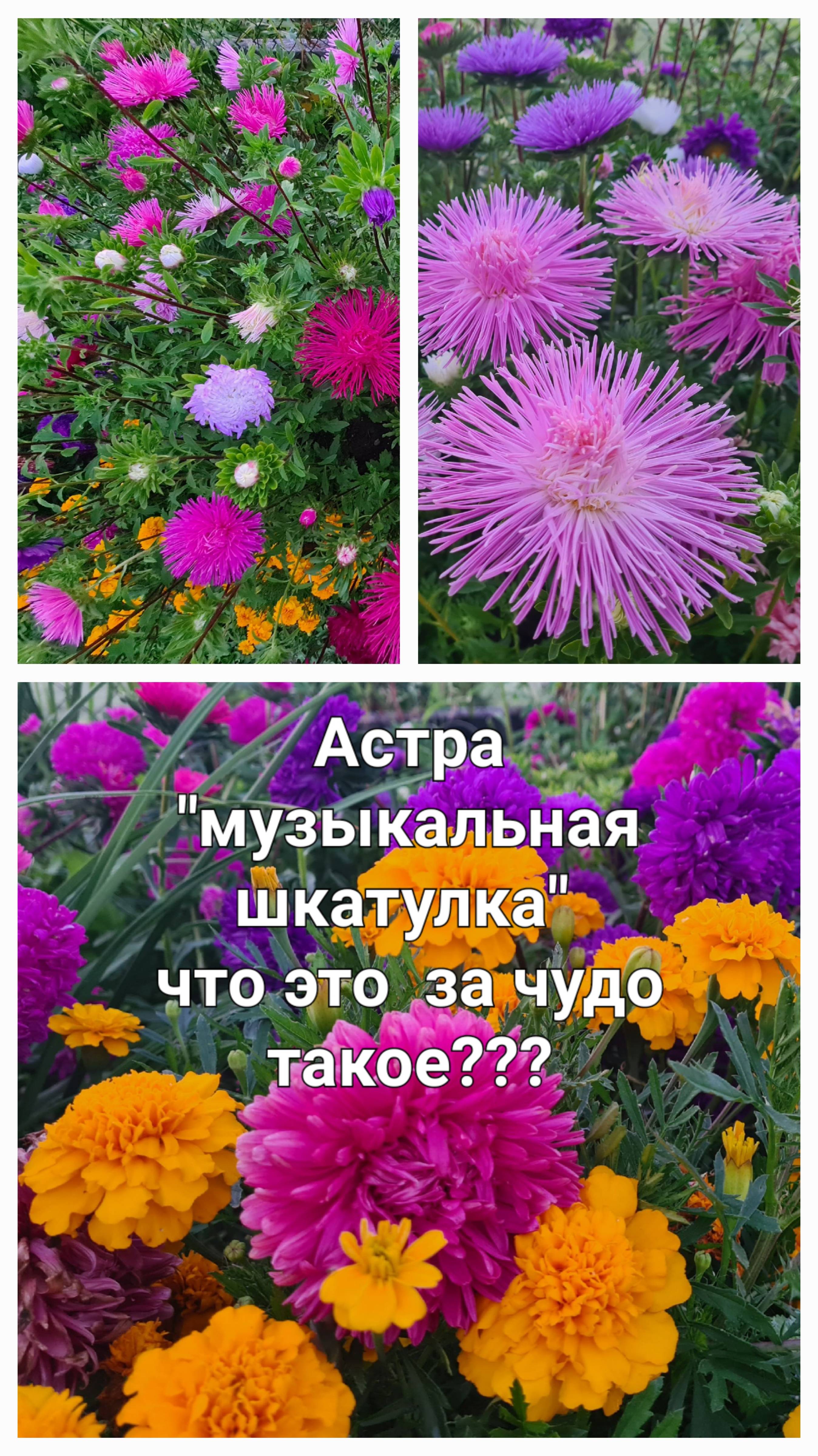 Астра низкорослая "музыкальная шкатулка".