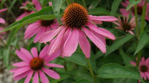 Эхинацея: выращивание и уход в открытом грунте