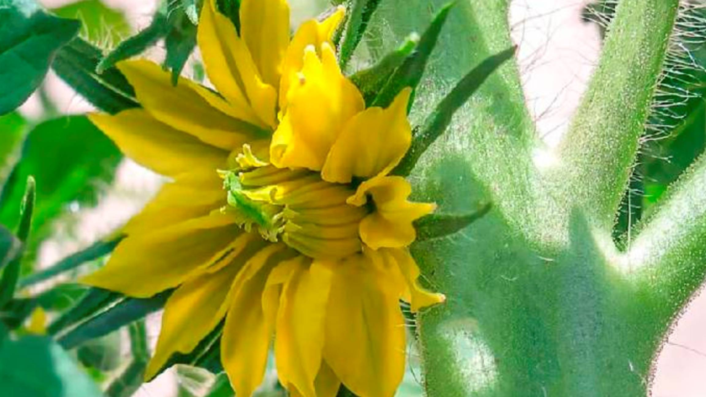 Вот почему всегда удаляю махровые цветки на томатах! смотреть онлайн