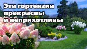 Как получить от гортензии максимальный результат. Советы цветовода