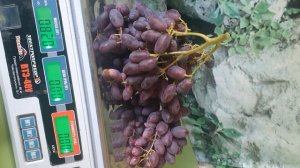 кишмиш БРАВИССИМО. Обзор на 08.08.2025 г.